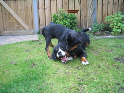 van de clemensberghoeve, Bernese Mountaindogs